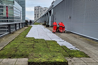 Dieses Bild zeigt Mitarbeiter beim Verlegen der Begrünung