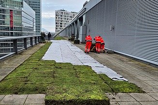 Dieses Bild zeigt Mitarbeiter beim Verlegen der Begrünung