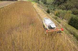Mähdrescher Mähdrescher beim Mähen von Hanf